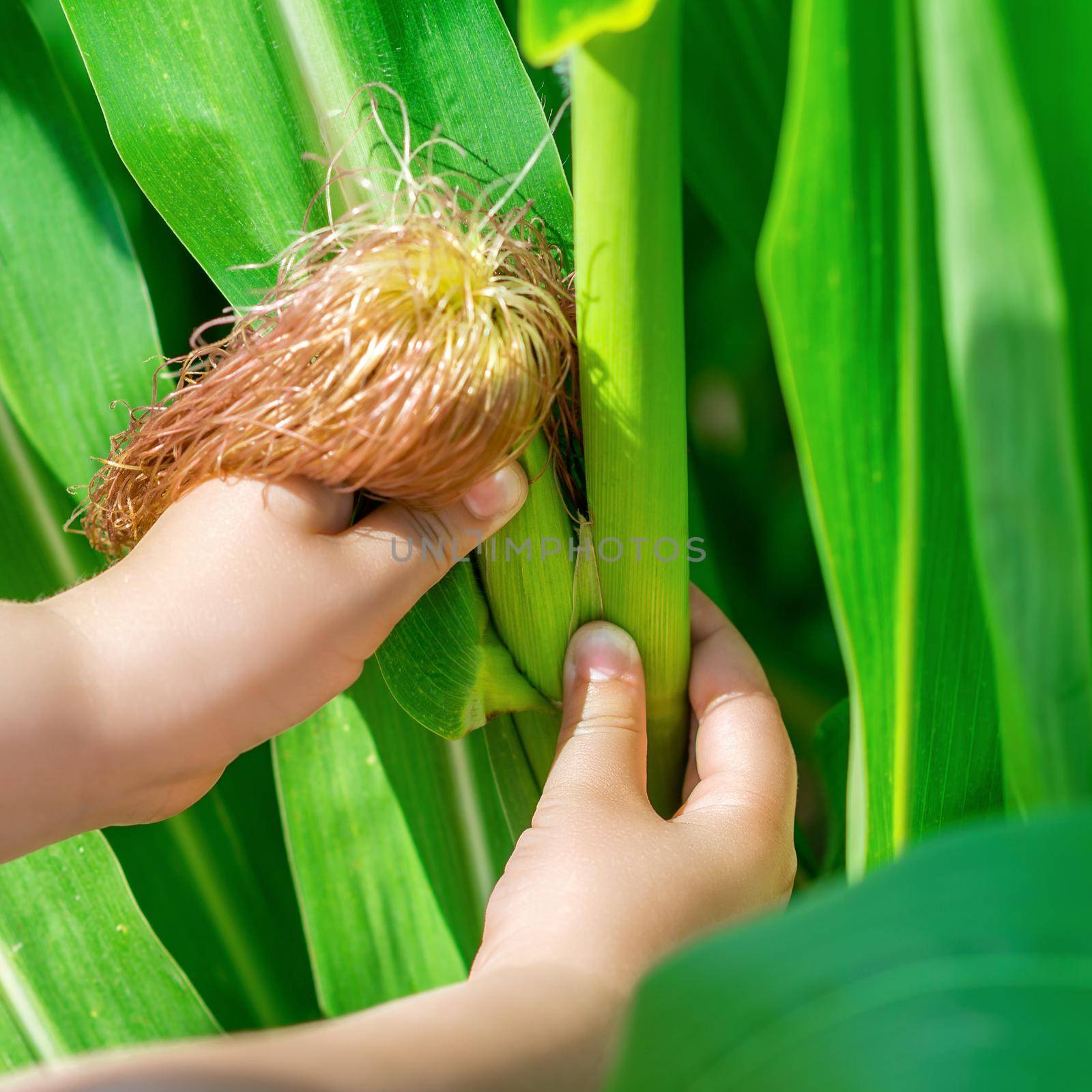 Cob of corn in hands of little child by okskukuruza
