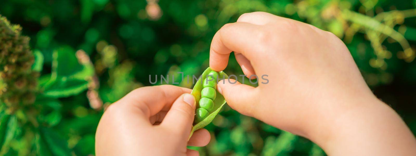 Close up of fresh open pod of green peas in the hands of a child.