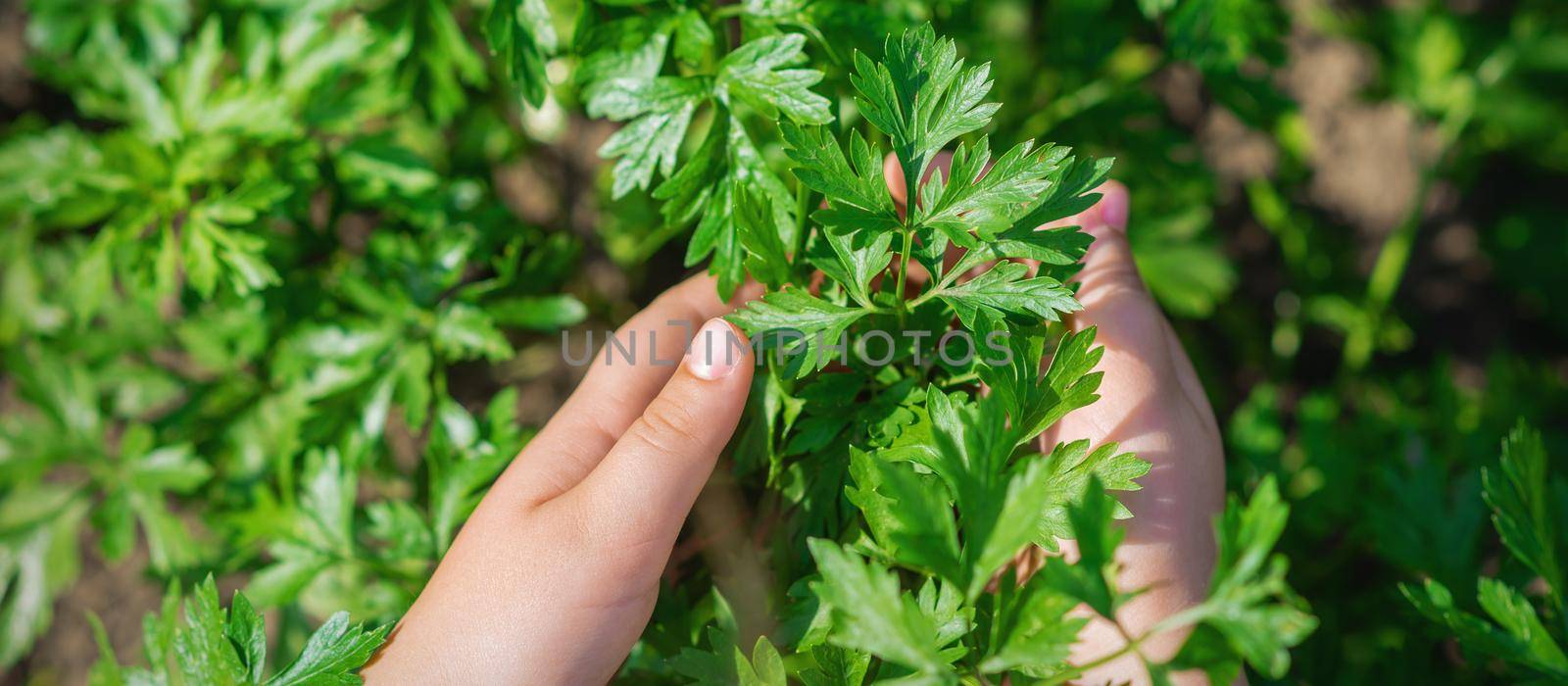 Hands of child holding plants of parsley leaves growing in garden