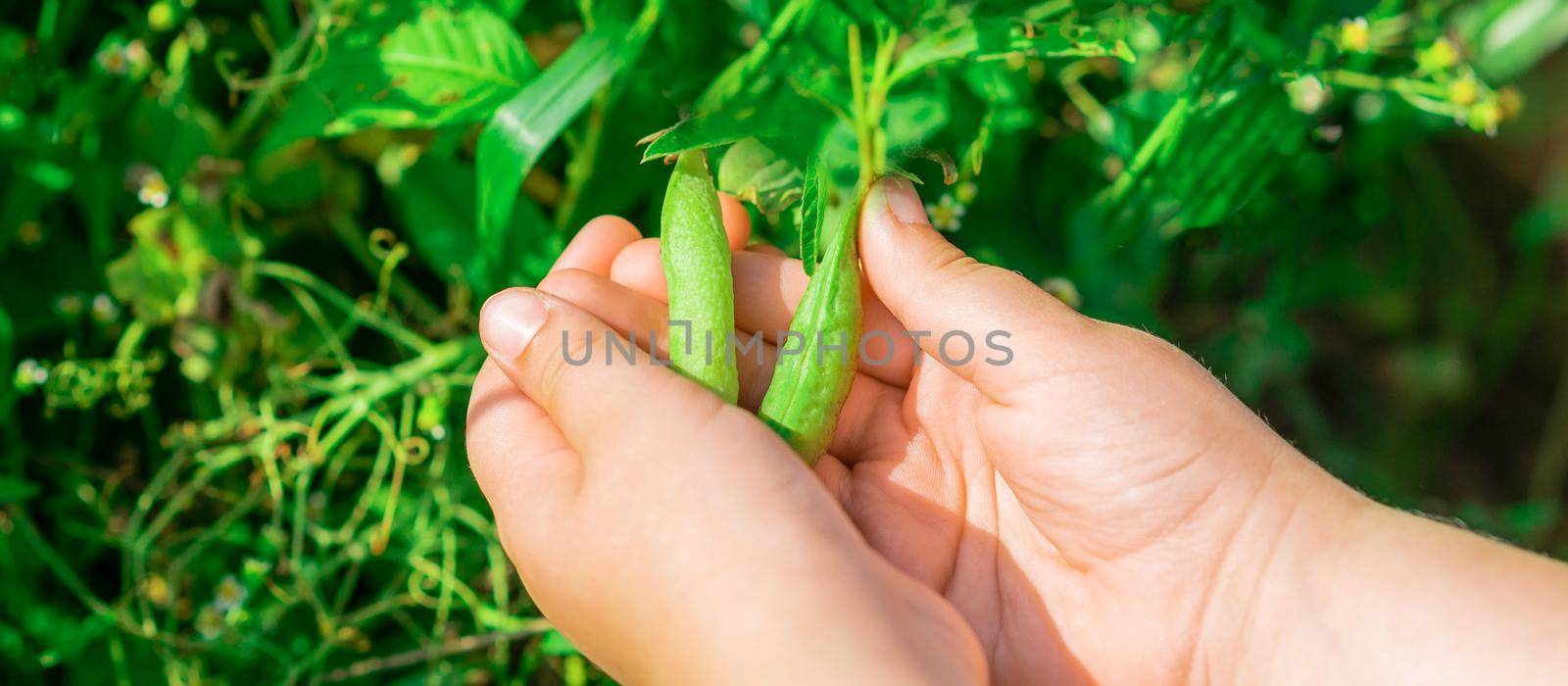 Fresh pods of green peas in hands of child in the garden in summer.