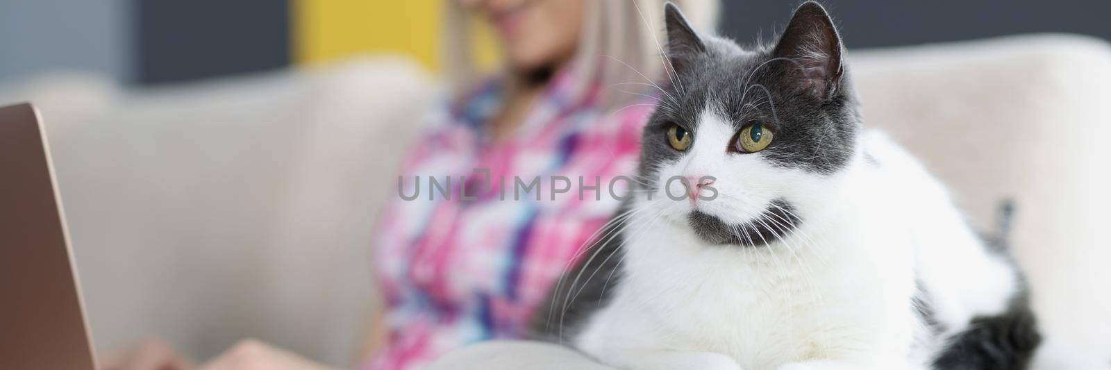 Close-up of beautiful home cat sitting on sofa near lovely owner. Smiling young woman working on laptop on background. Distance and remote work concept