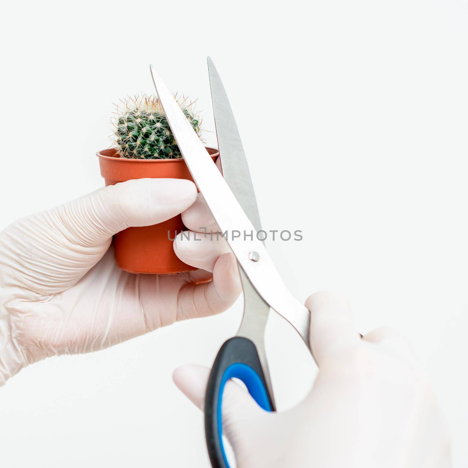 Human hands in protective gloves cutting thorn of cactus by scissors on white background