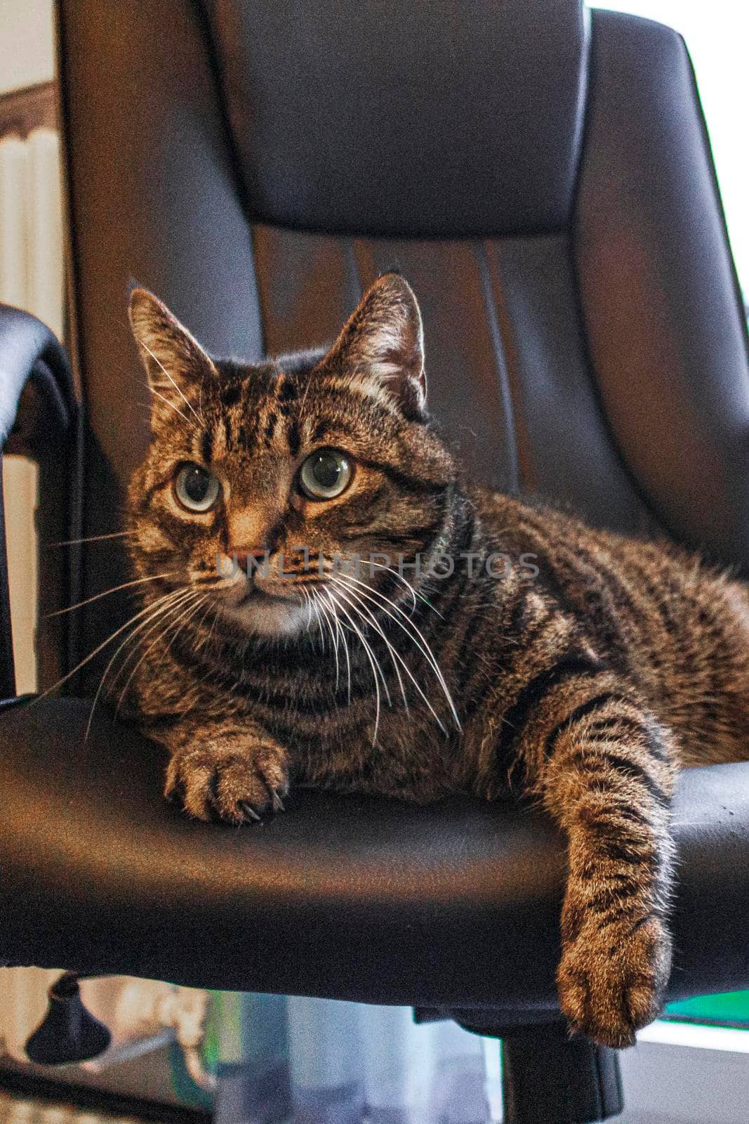 Cute cat with big green eyes sits on black office chair.