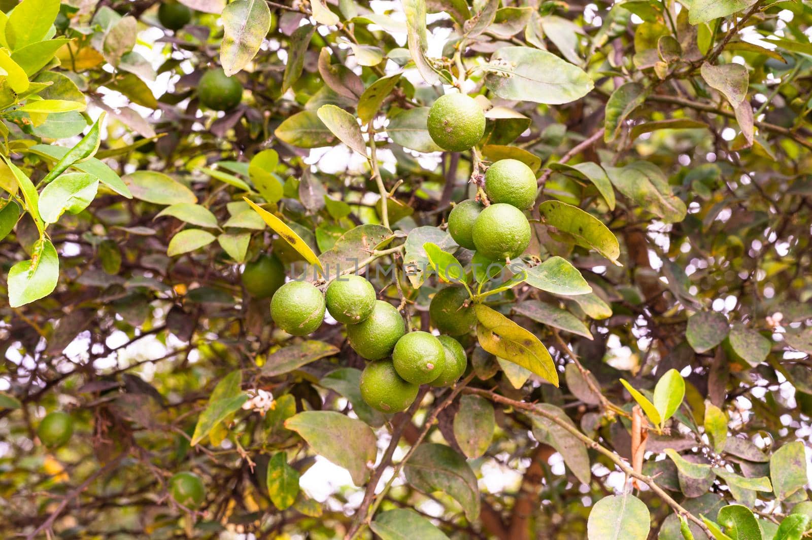 Lemon tree with fruits in Peruvian fields