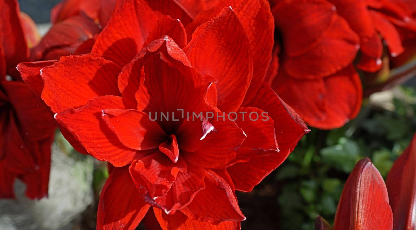 It is actually a Hippeastrum. But the name amaryllis is used for cultivars of the Hippeastrum that are sold as indoor flowering bulbs particularly at Christmas. It’s part of the family Amaryllidaceae. Location: Keukenhof, the Netherlands