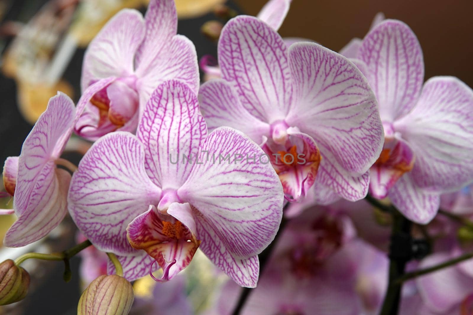 Striped pink and white moth orchid by WielandTeixeira