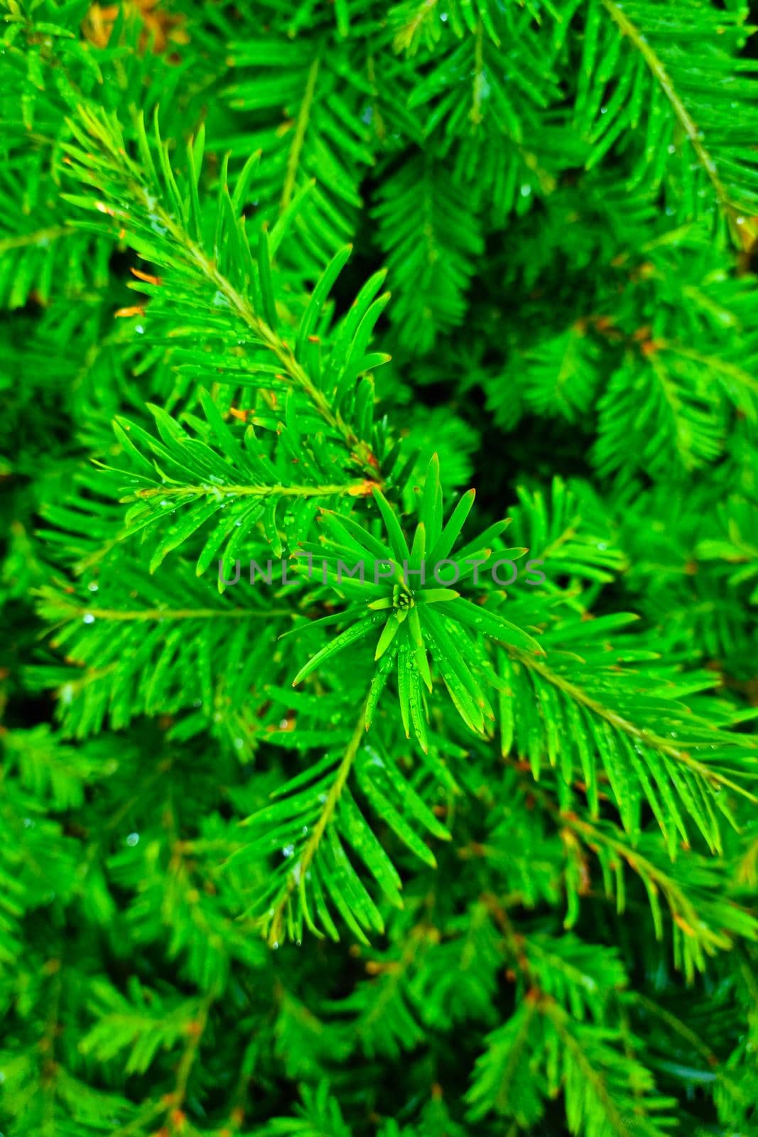 View from above on a young green spruce or pine bush, background