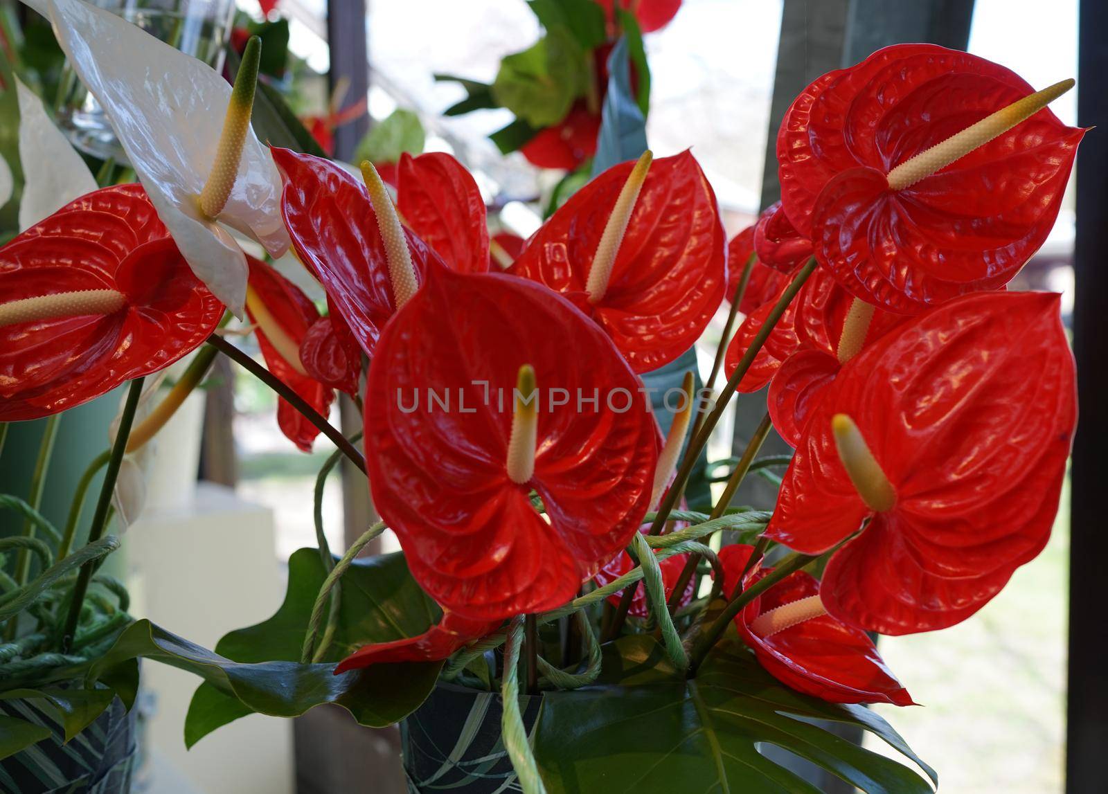 Red flamingo flower in Keukenhof by WielandTeixeira