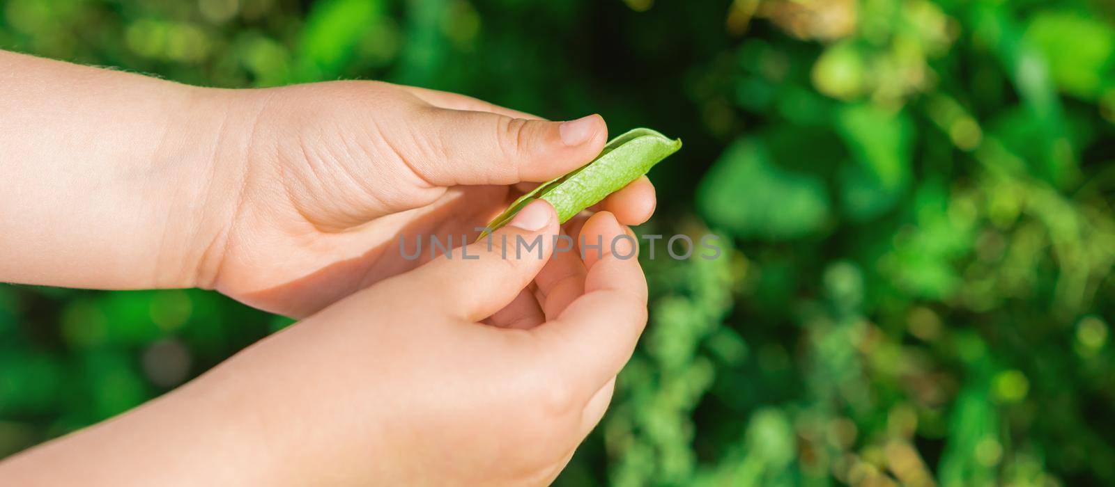 Fresh pods of green peas in hands of child. by okskukuruza