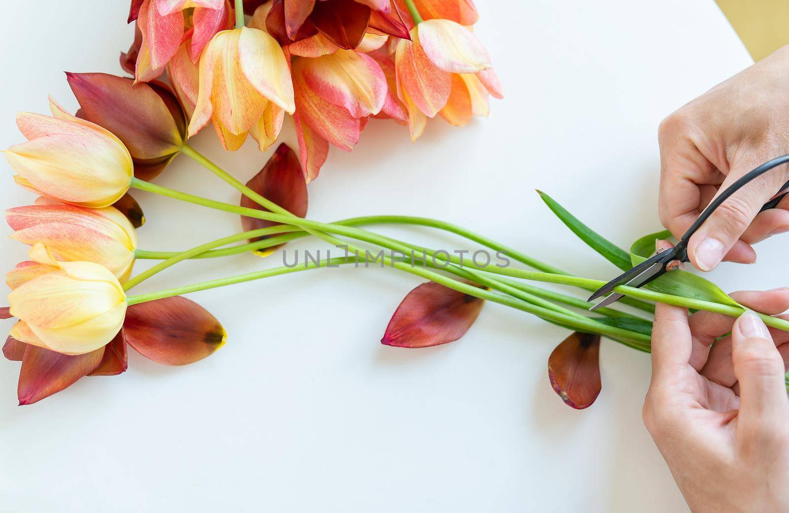 The girl cuts branches with scissors for a bouquet of fresh red-yellow tulips