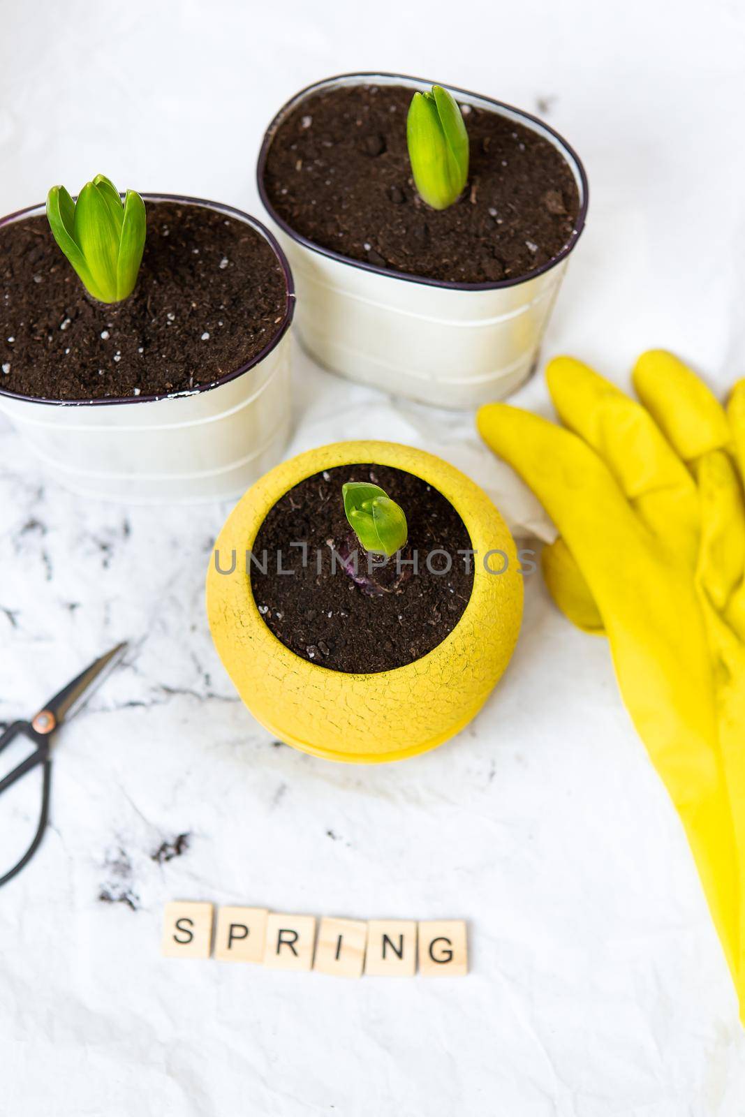 Transplanted hyacinth bulbs in new pots, against the background of gardening tools, yellow gloves. Spring lettering. by sfinks