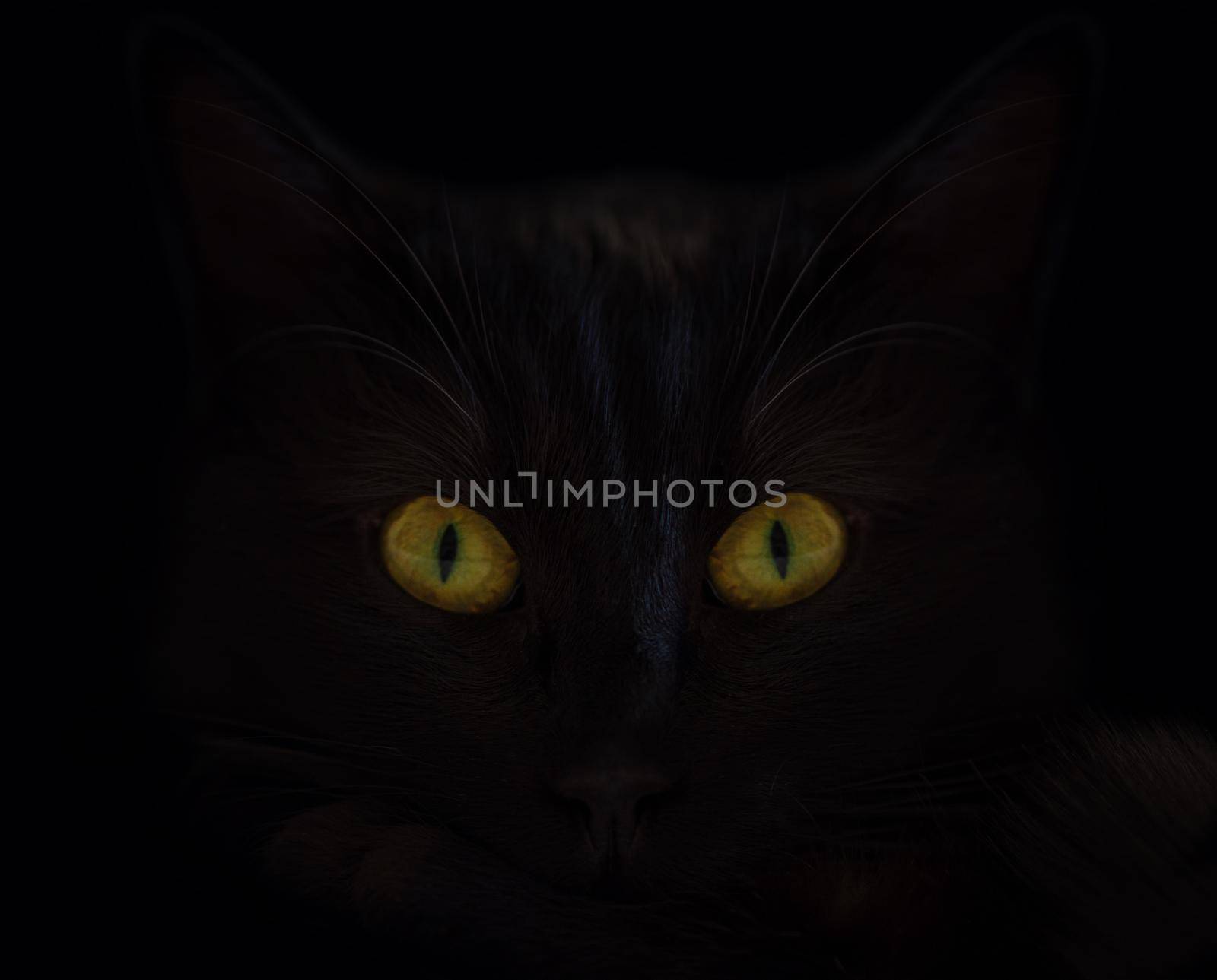 Black cat on a black background with bright yellow eyes