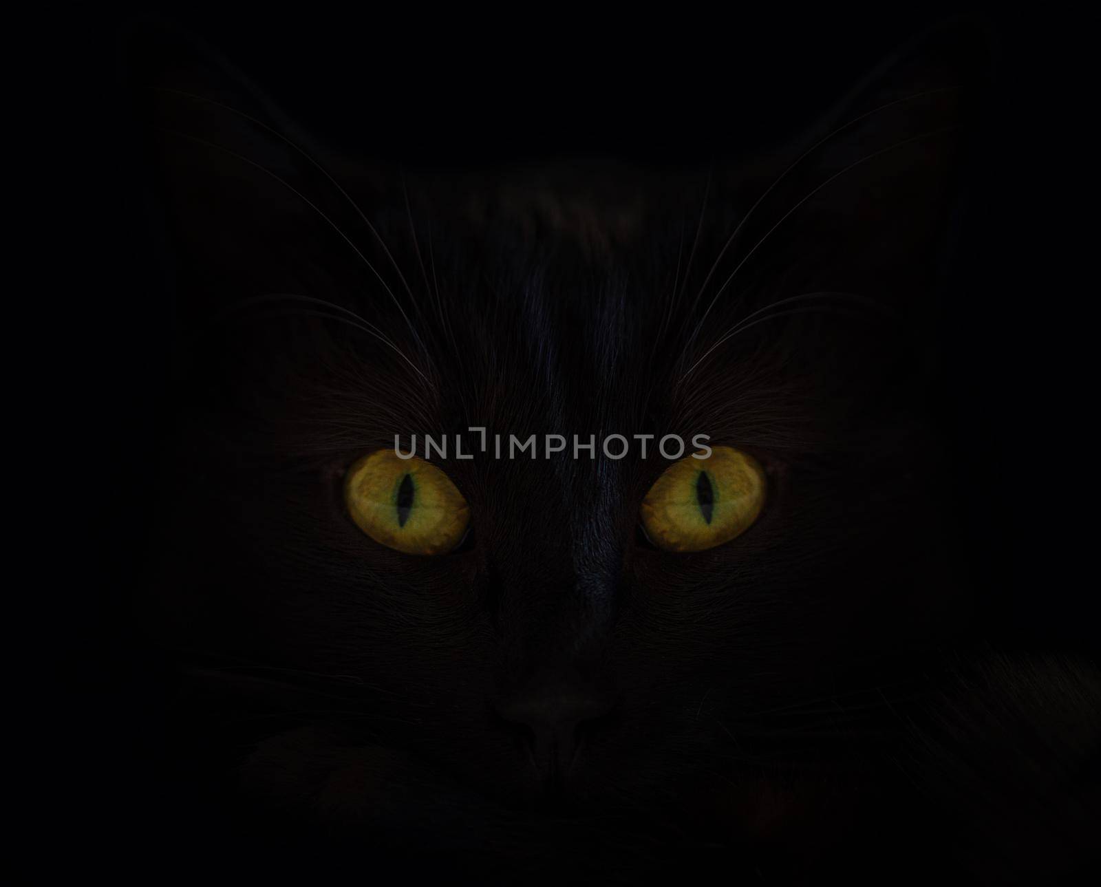 Black cat on a black background with bright yellow eyes