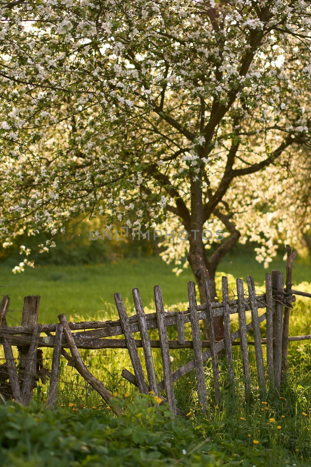 Blooming orchard with an old wooden fence in spring at the evening