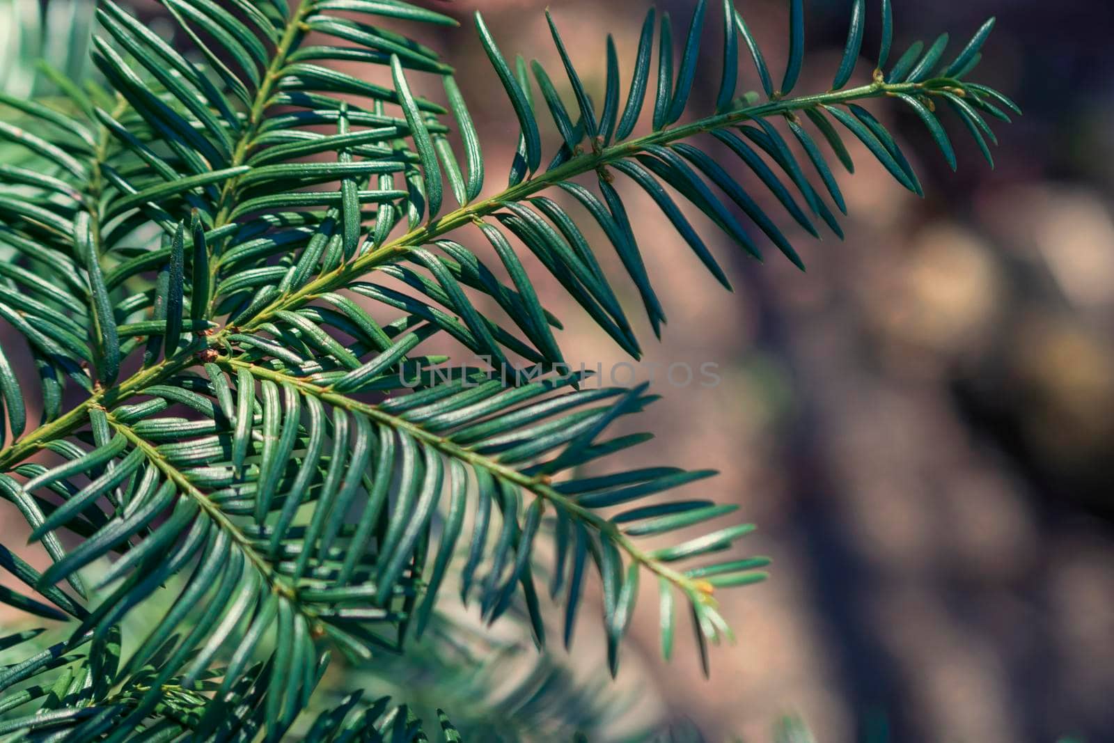 Brightly green prickly branches of a fur-tree or pine