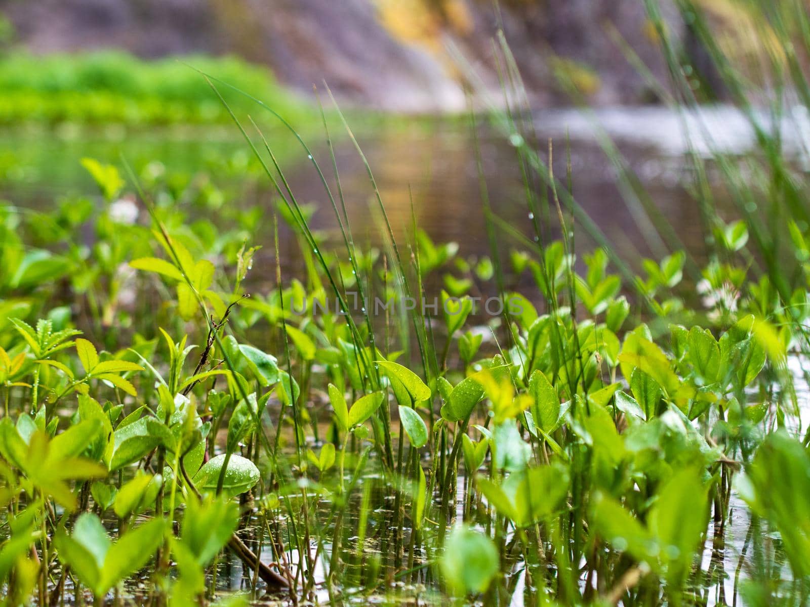 Green Plants and shore trail in the lake