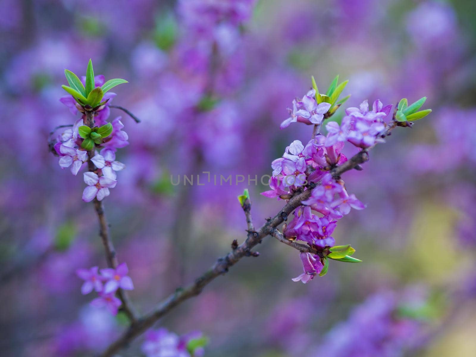 Blooming daphne mezereum . Beautiful mezereon blossoms in spring. Branch with purple flowers of mezereum, mezereon, spurge laurel or spurge olive Daphne mezereum