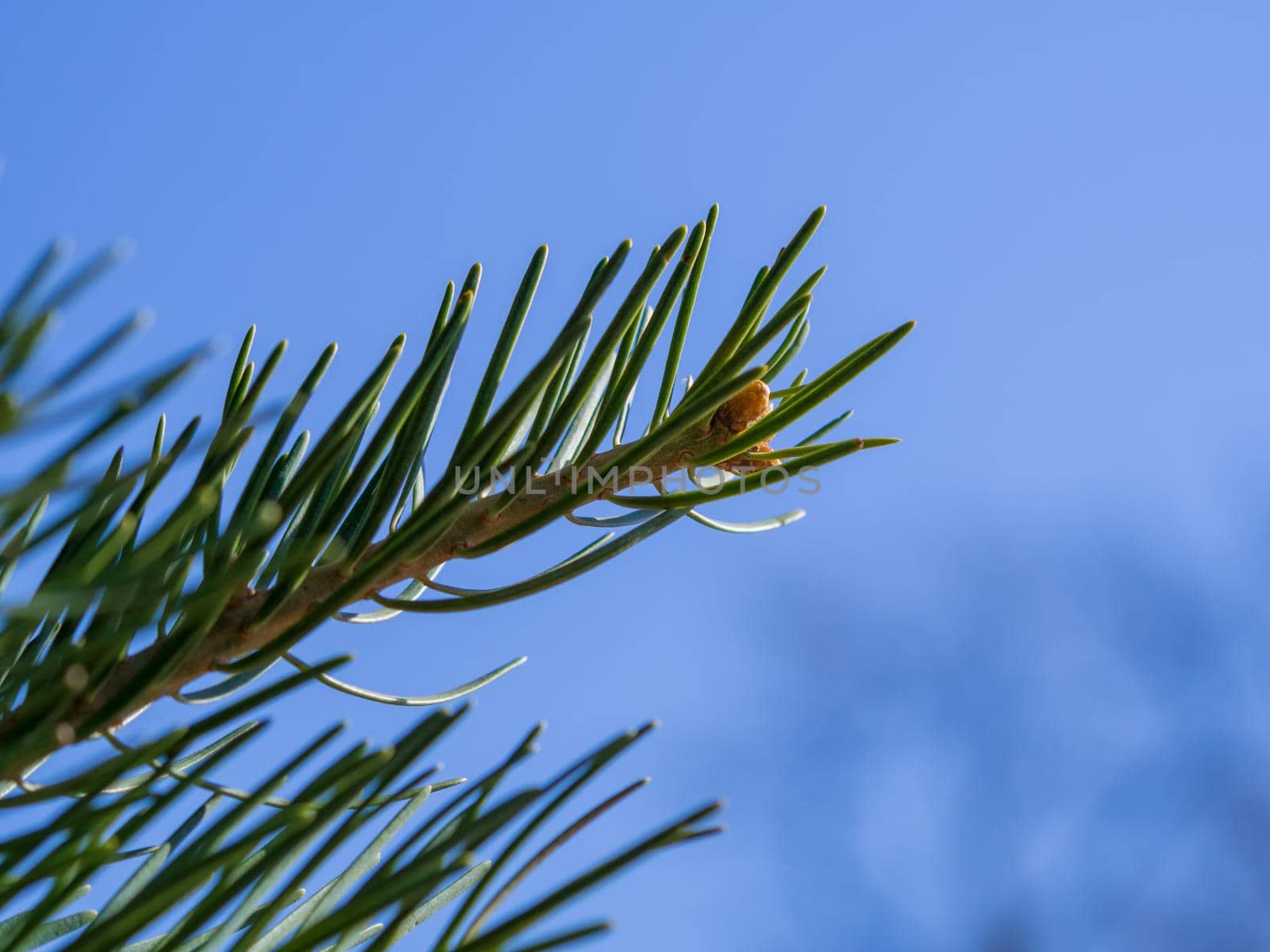 Close-up photo of pine branch