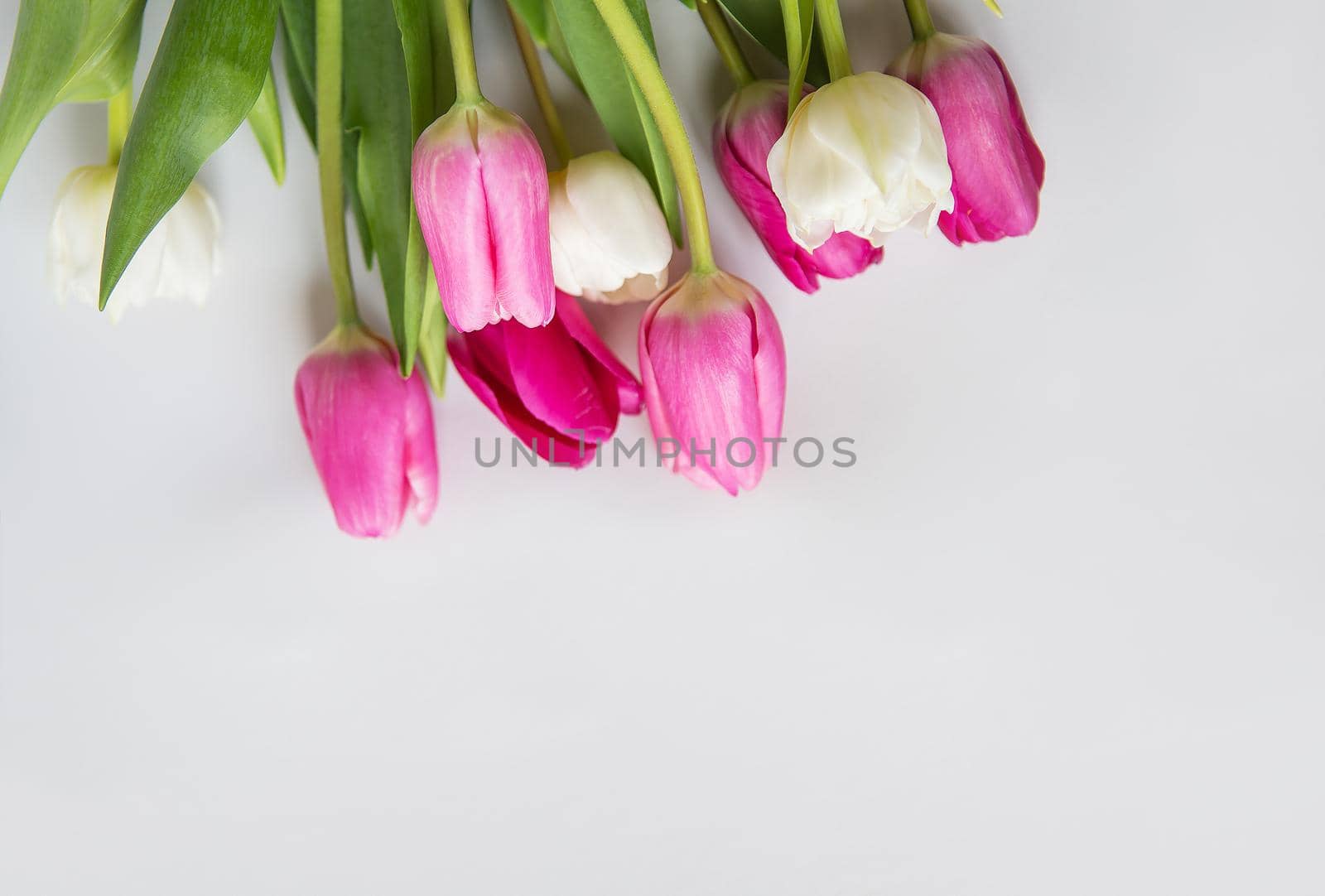 Beautiful spring bouquet with pink and white tulips on a white background. Spring, 8 March, birthday. Postcard, place for an inscription. by sfinks