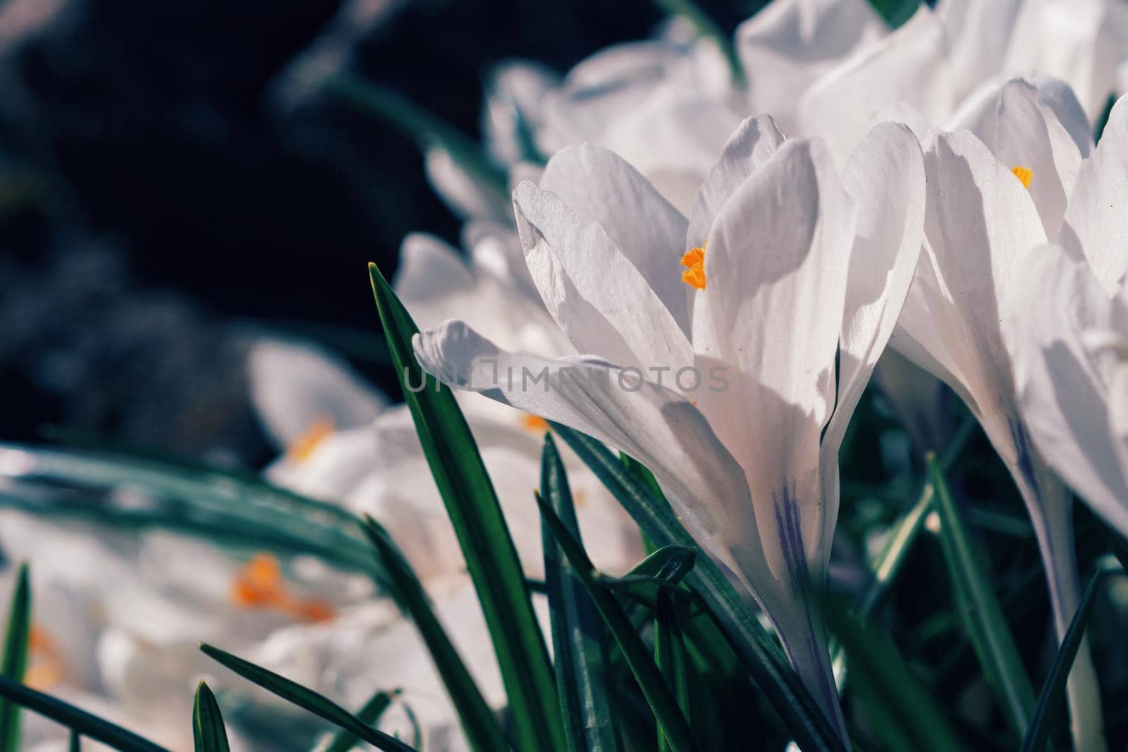 White crocuses growing on the ground in early spring. First spring flowers blooming in garden. Spring meadow full of white crocuses, Bunch of crocuses. White crocus blossom close up. Early spring