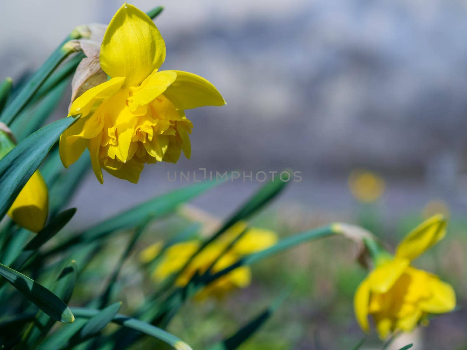 Amazing Yellow Daffodils flower field in the morning sunlight. The perfect image for spring background, flower landscape.