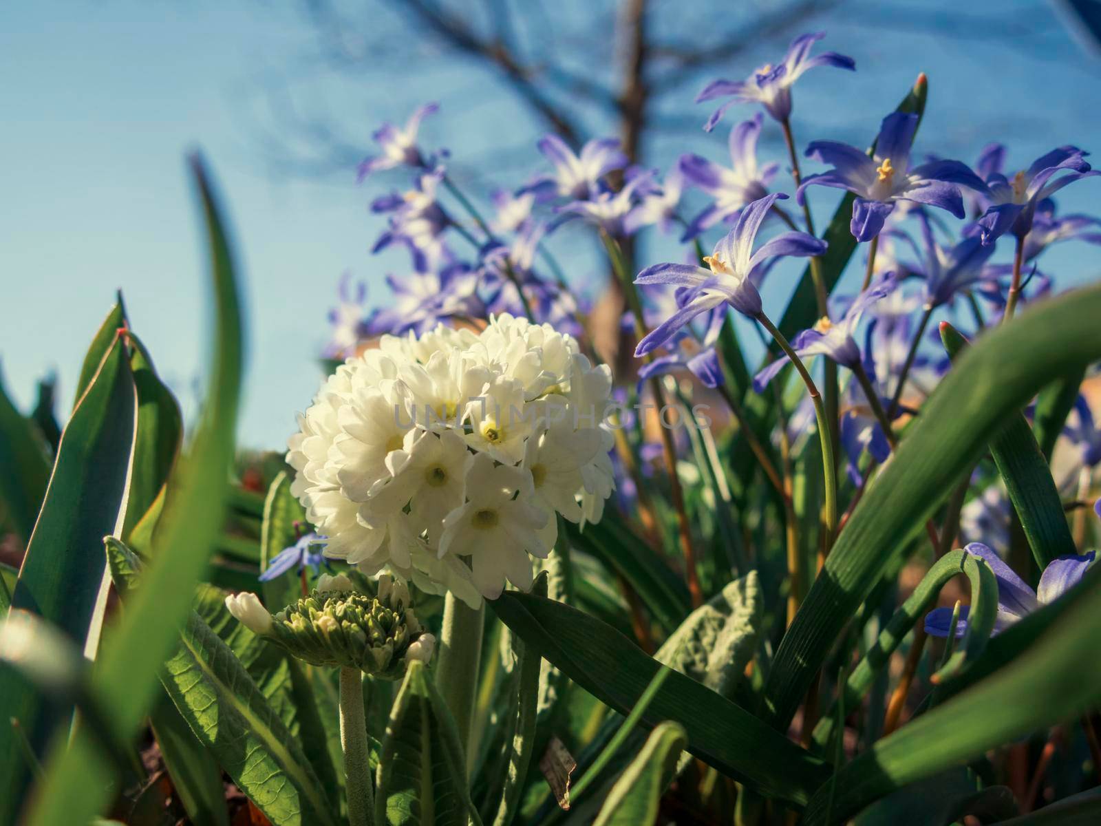 white spring flowers with blurred background.