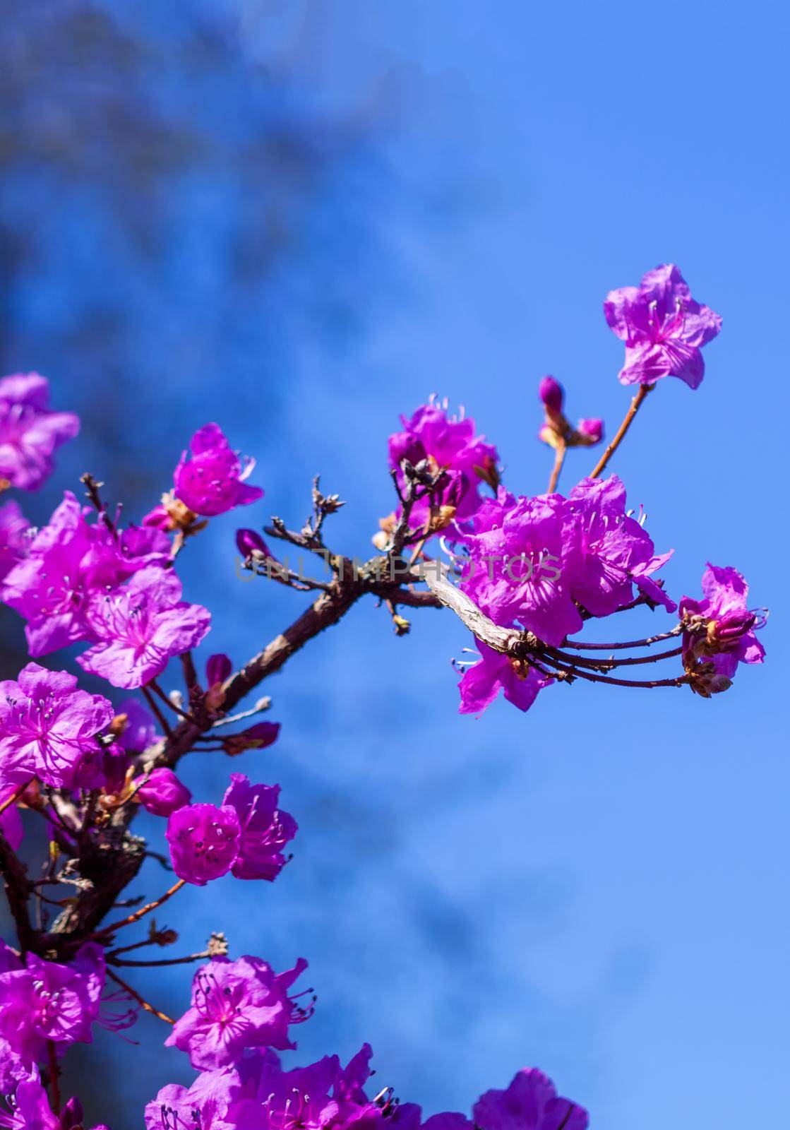 Wild rosemary flowers. Pink spring flowers.