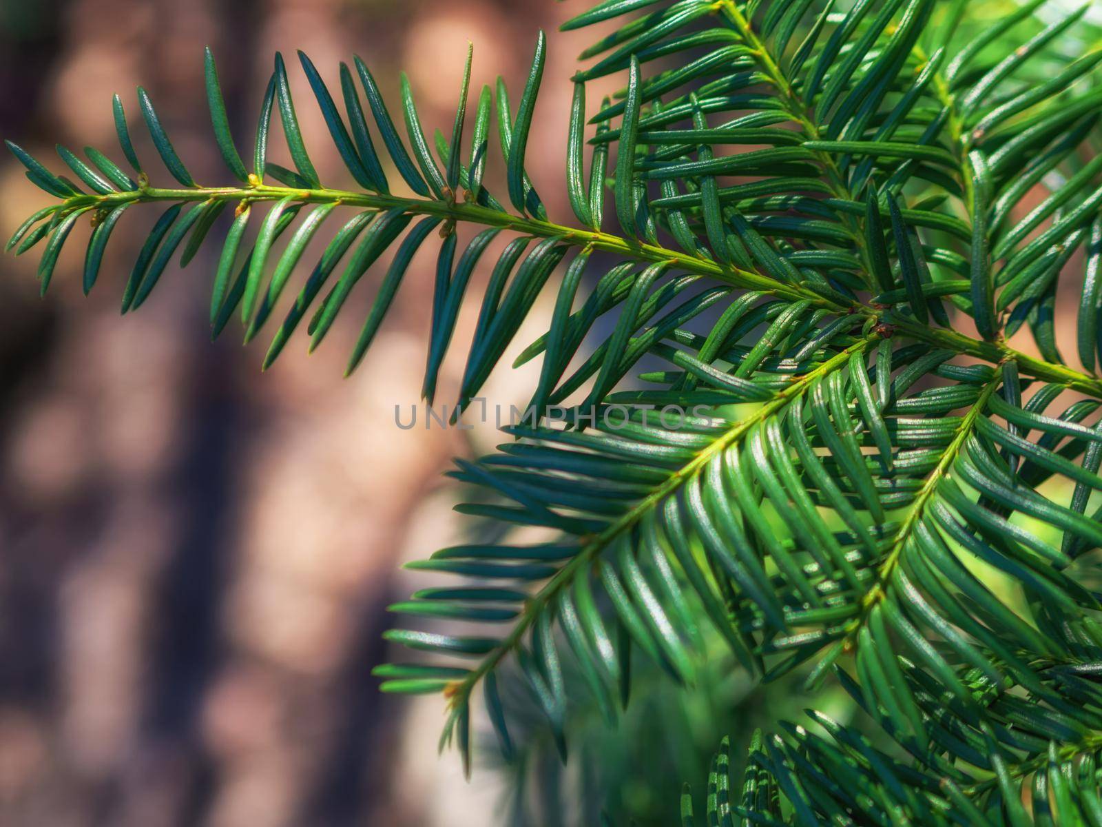 Fir tree brunch close up. Shallow focus. Fluffy fir tree brunch close up. Christmas wallpaper concept. Copy space.