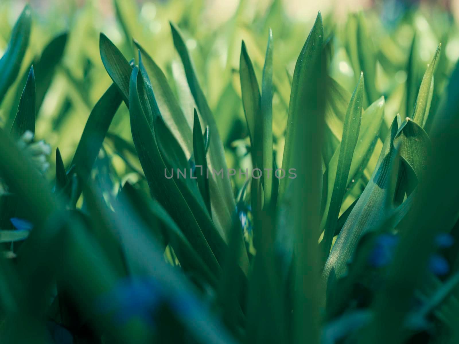 Green grass background texture. Field of fresh green grass texture as a background, top view, horizontal. Artificial green grass texture for background.