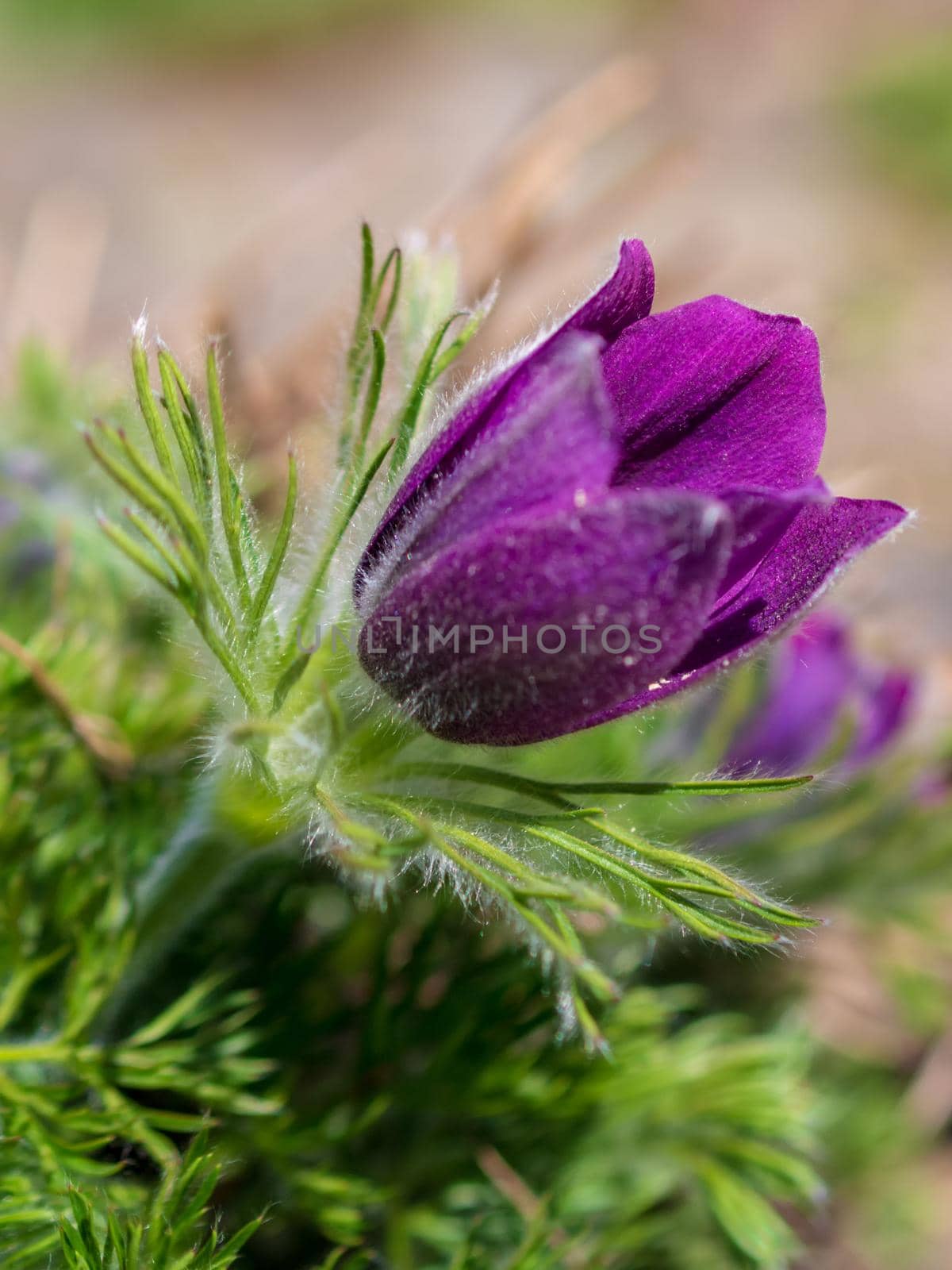 First spring blooming flower, purple plant macro, lumbago flower, dream grass, sleep-grass, symbol of spring.