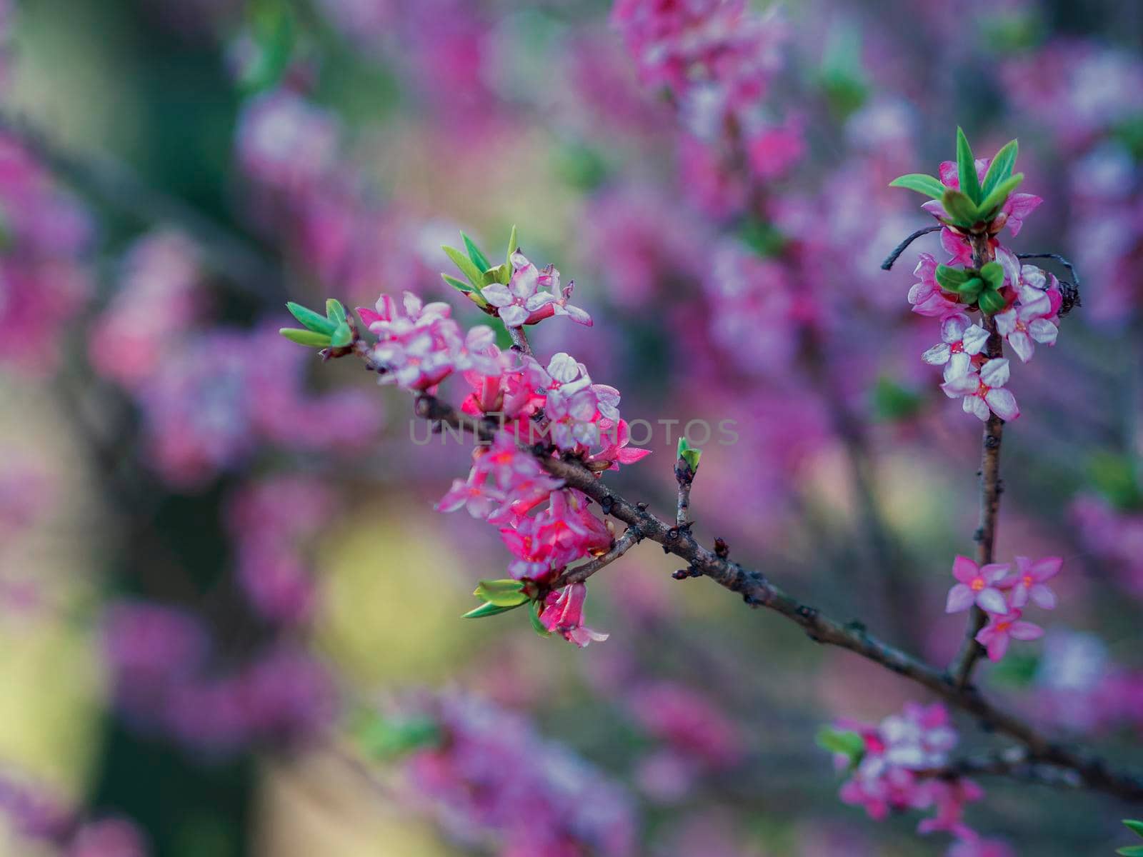 Blooming daphne mezereum . Beautiful mezereon blossoms in spring. Branch with purple flowers of mezereum, mezereon, spurge laurel or spurge olive Daphne mezereum