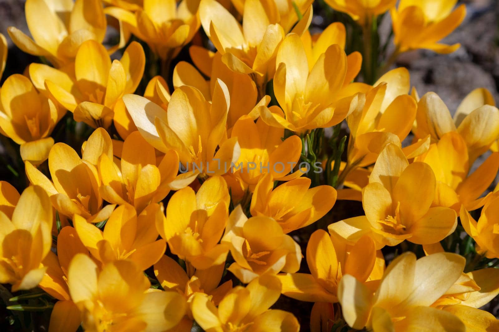 Yellow crocuses in the early spring at the cottage