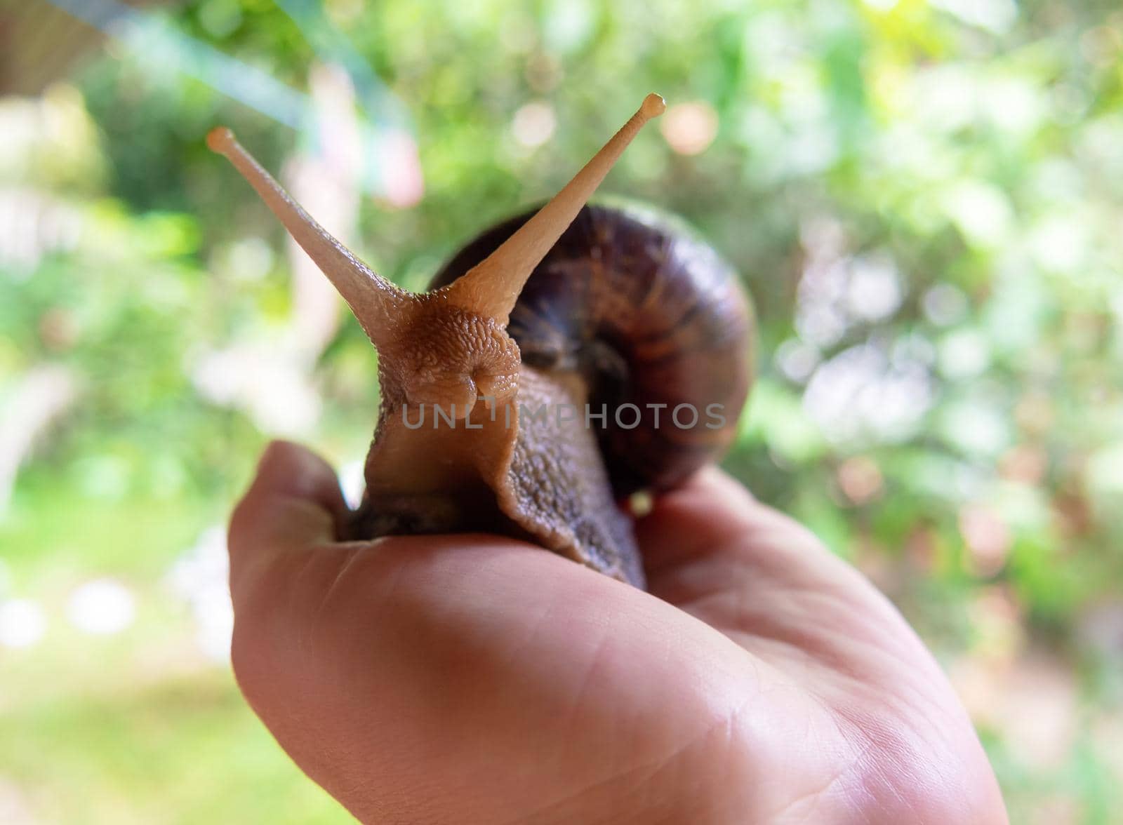 the big Achatina snail in a hand.