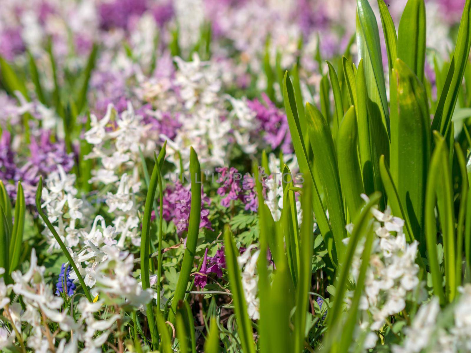 Multi-colored spring wildflowers. Spring flowering. spring background.