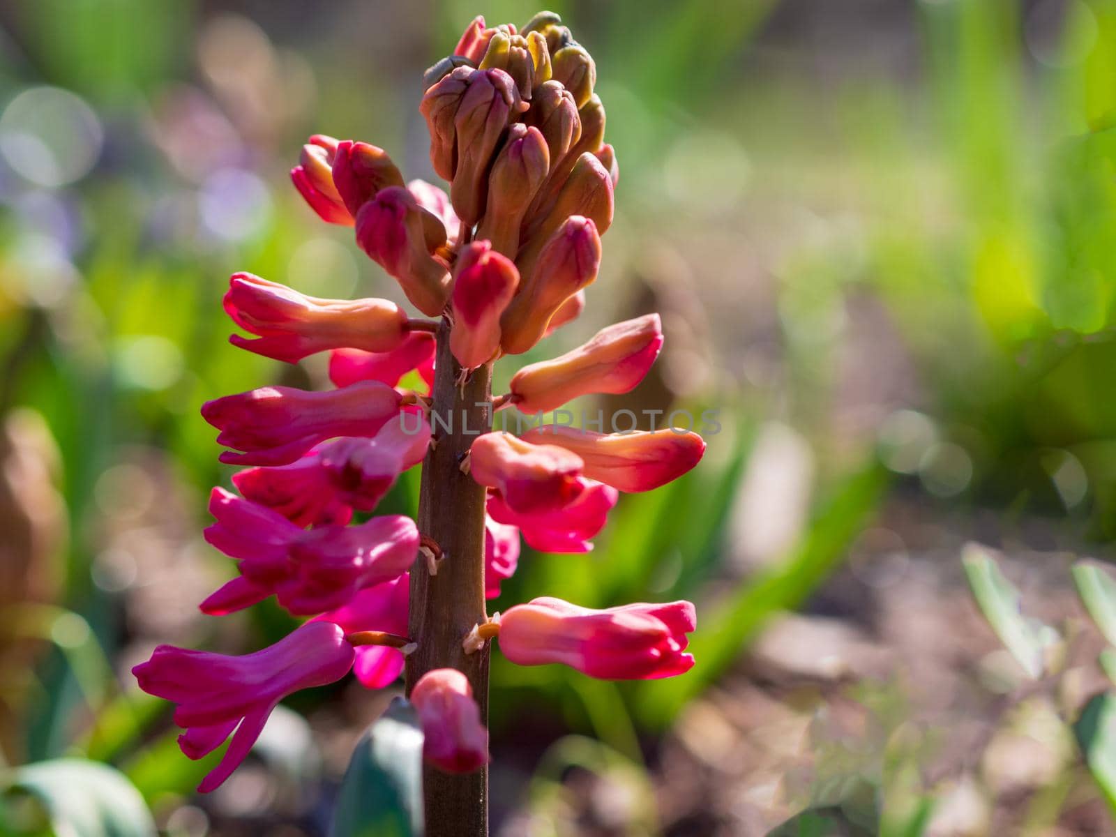 Red spring flowers with blurred background