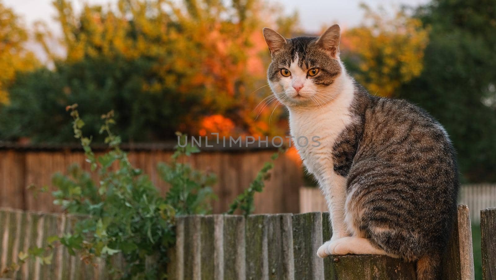 The cat is sitting on the fence. The cat in the village sits on a pole.