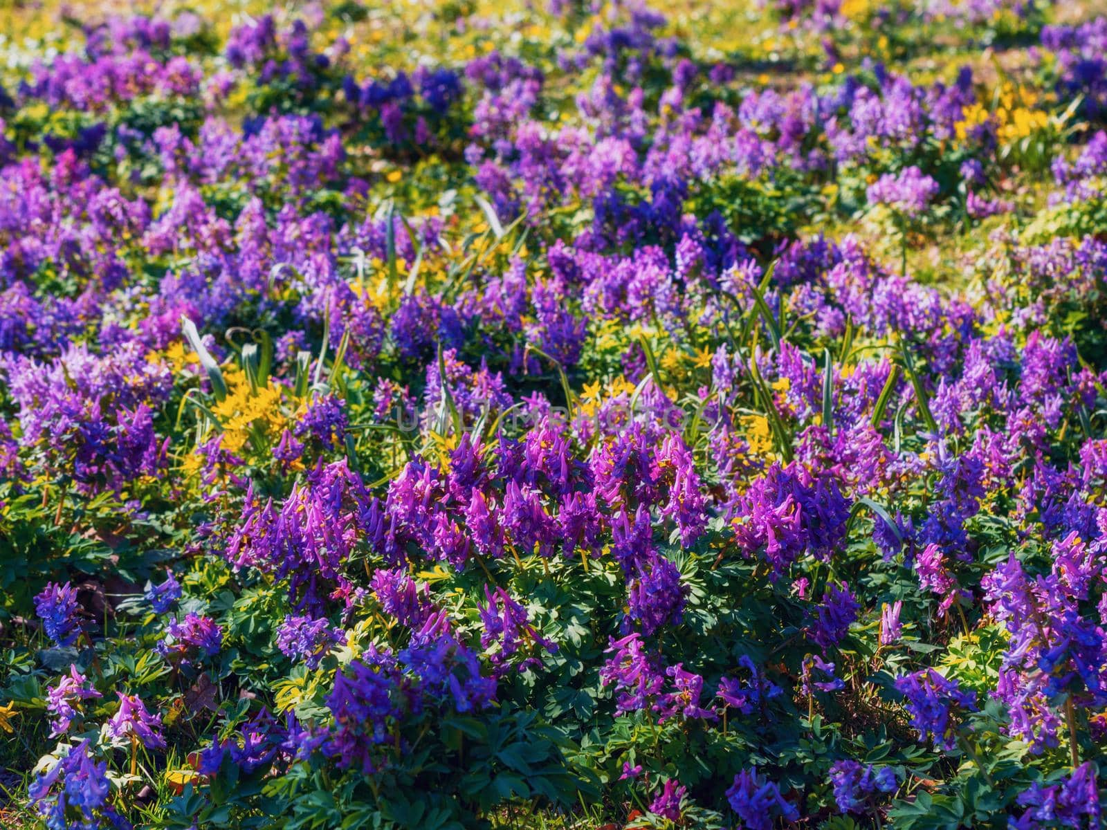 flowers of spring fumewort, Corydalis solida.