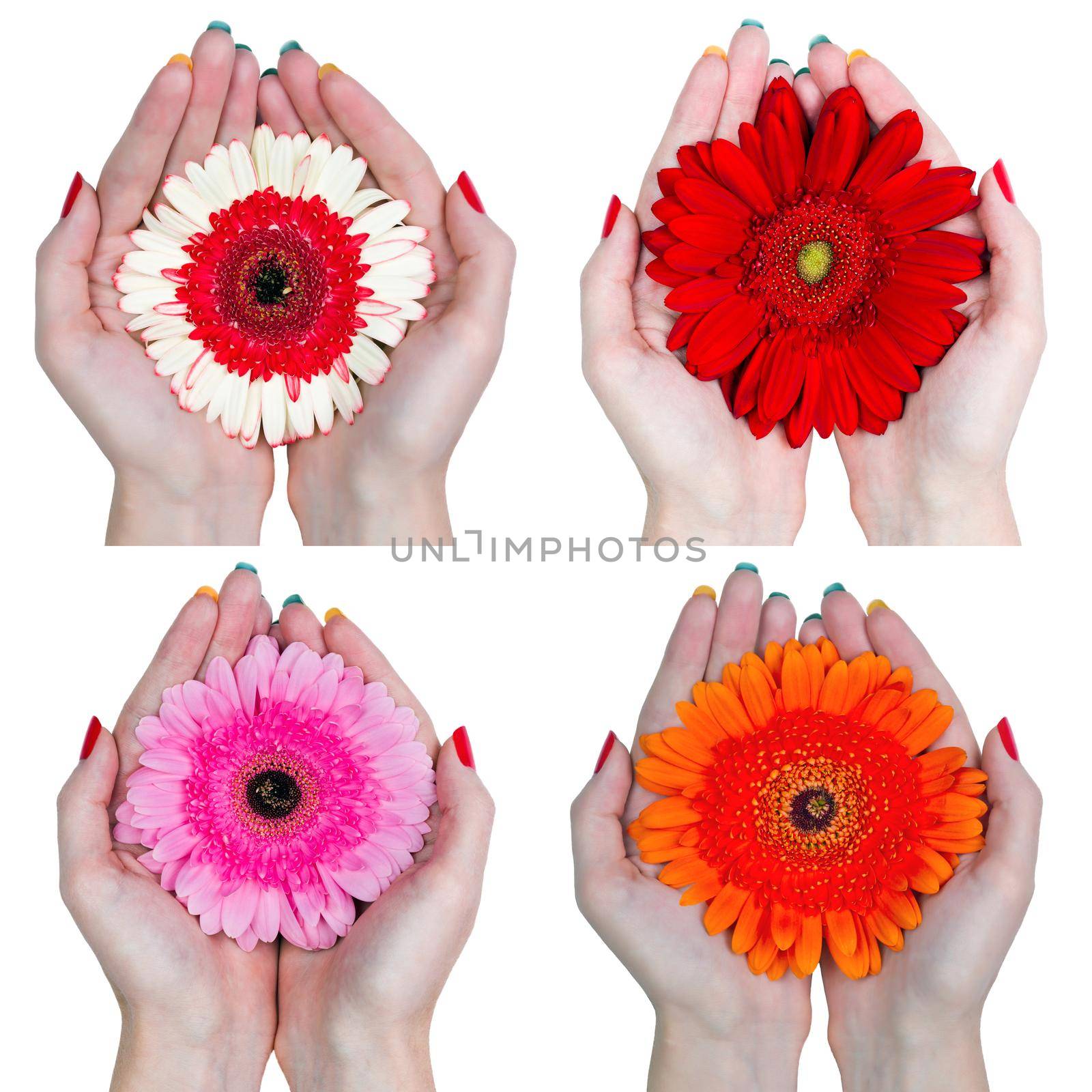 Set of gerbera daisy flowers. Woman's hands holding flowers isolated on white background.