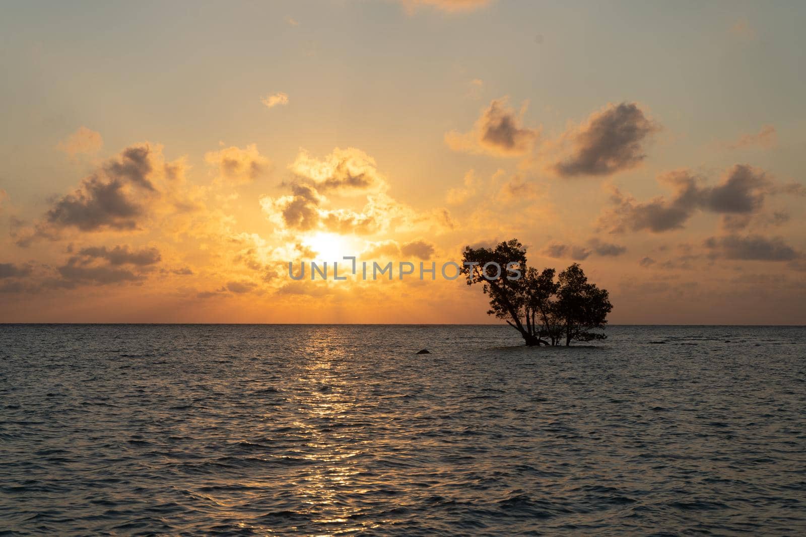 low sunrise shot with the light and red colors reflected in the waves and the silhouette of lone mangrove tree in the middle of the ocean in havelock swaraj dweep andaman India