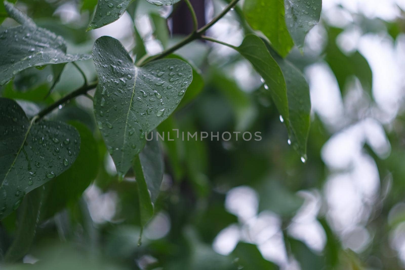 Green lilac leaves with drops. Bush with leaves after the rain.