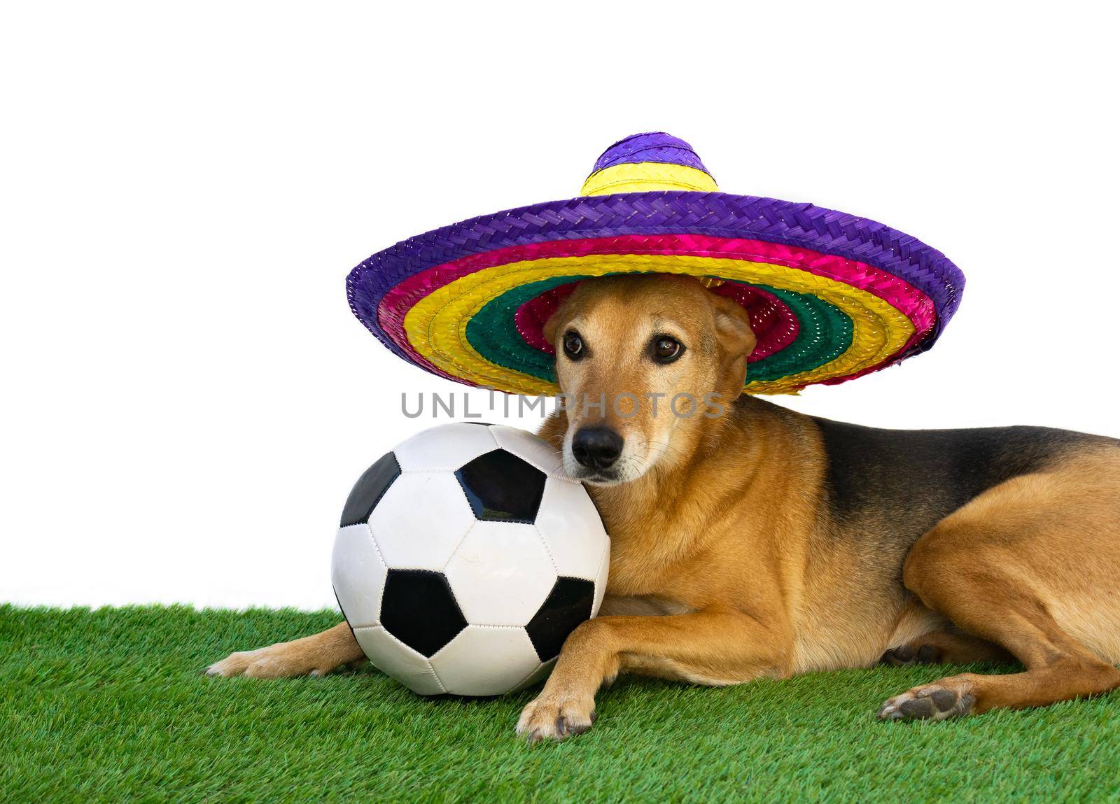 dog with mexican hat and soccer ball by GabrielaBertolini