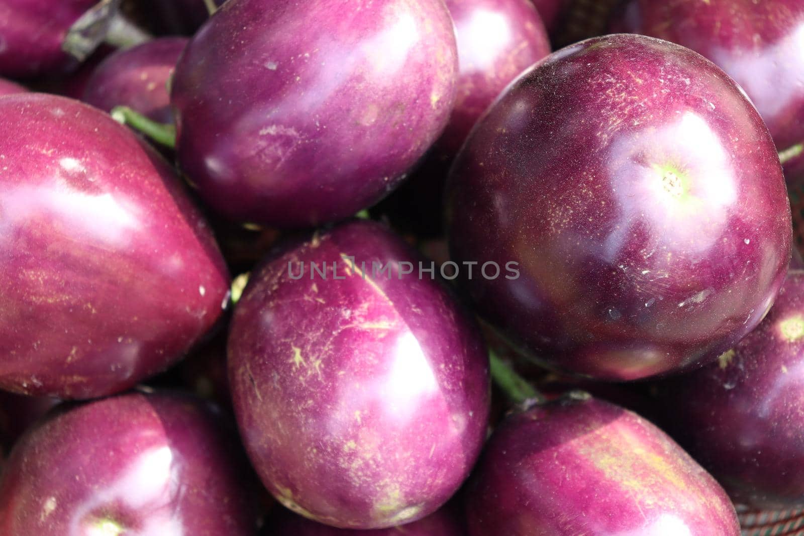 tasty and healthy violet colored Brinjal stock by jahidul2358