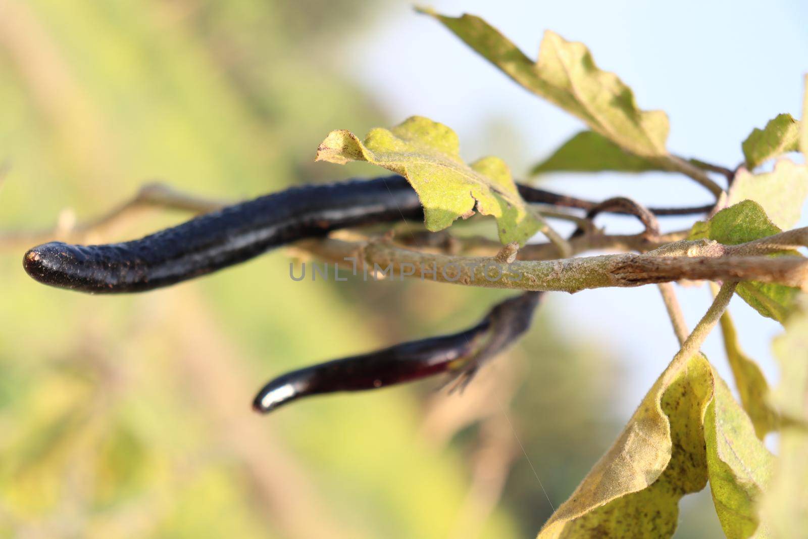 tasty and healthy Brinjal closeup on tree in firm for harvest