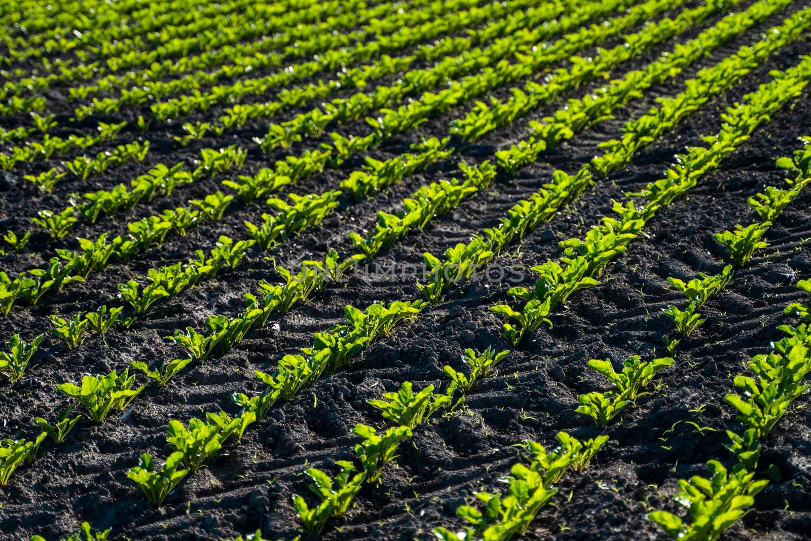 Straight rows of sugar beets growing in a soil in perspective on an agricultural field. Sugar beet cultivation. Young shoots of sugar beet, illuminated by the sun. Agriculture, organic