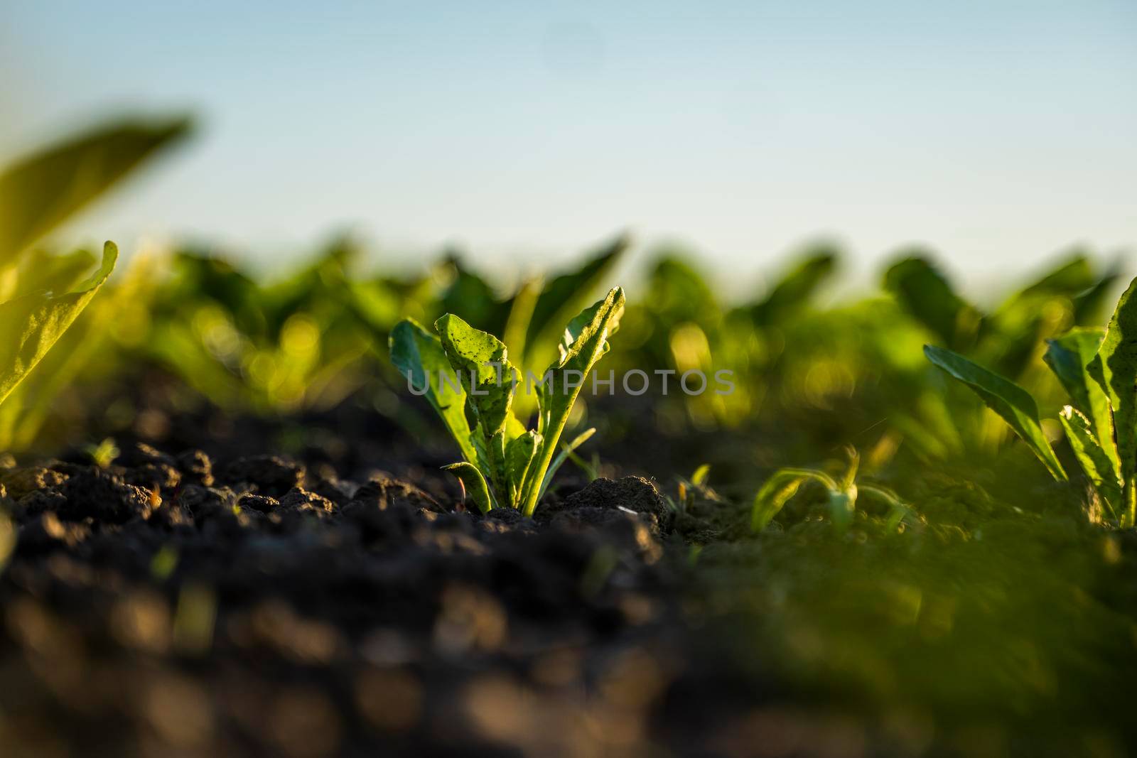 Rows of young sugar beets lit by the sun. Sugar beet cultivation. Close up of young sugar beet plants in converging long lines growing in fertilized soil. by vovsht