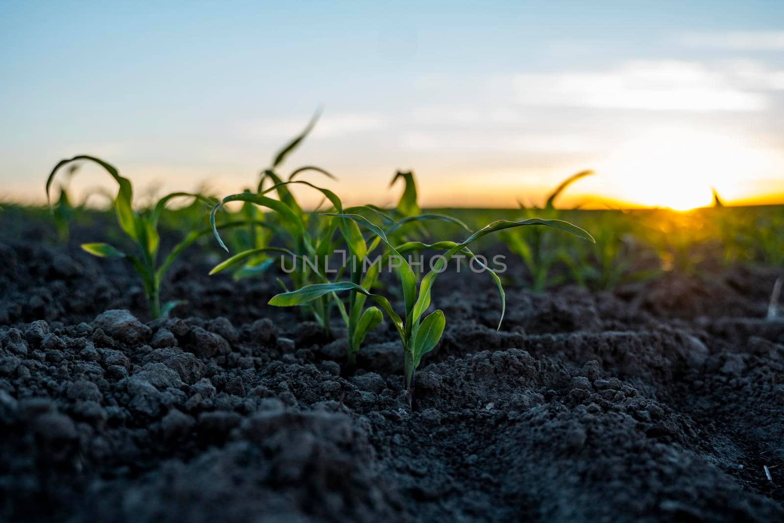 Agriculture concept. Young green corn growing on the fertile field. Young corn plants