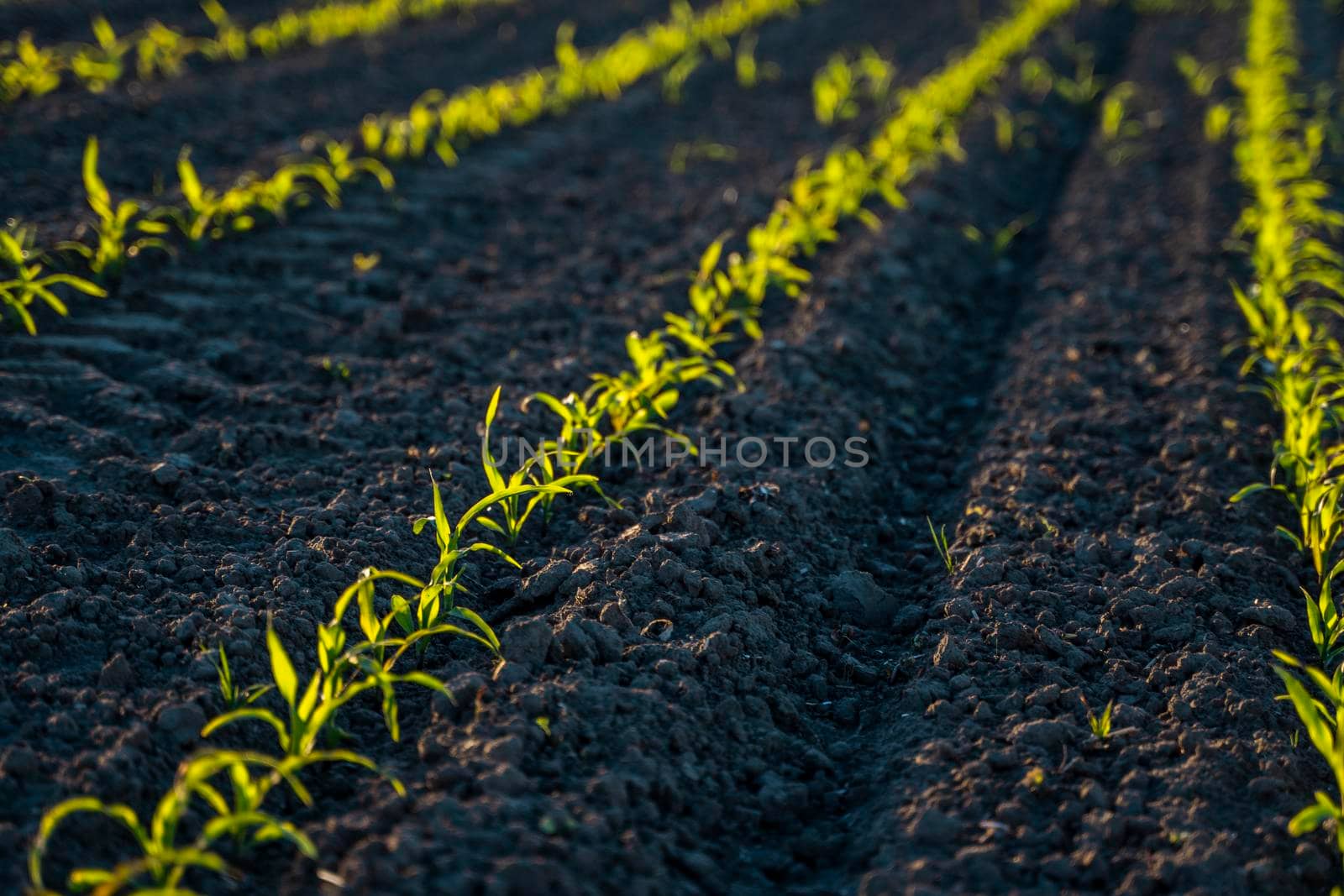 Fresh young green maize plants in curved rows. Corn is growing on a agricultural field. Black soil