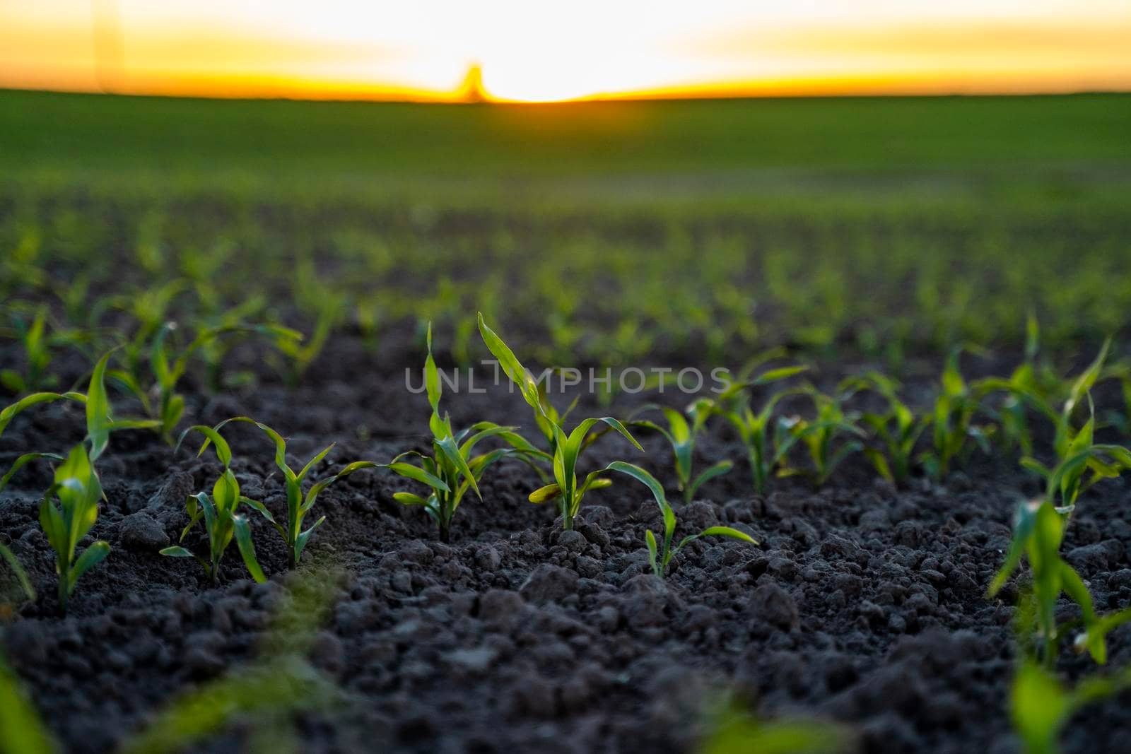 Rows of young corn plants on a fertile field with dark soil in beautiful warm sunshine. Rural landscape