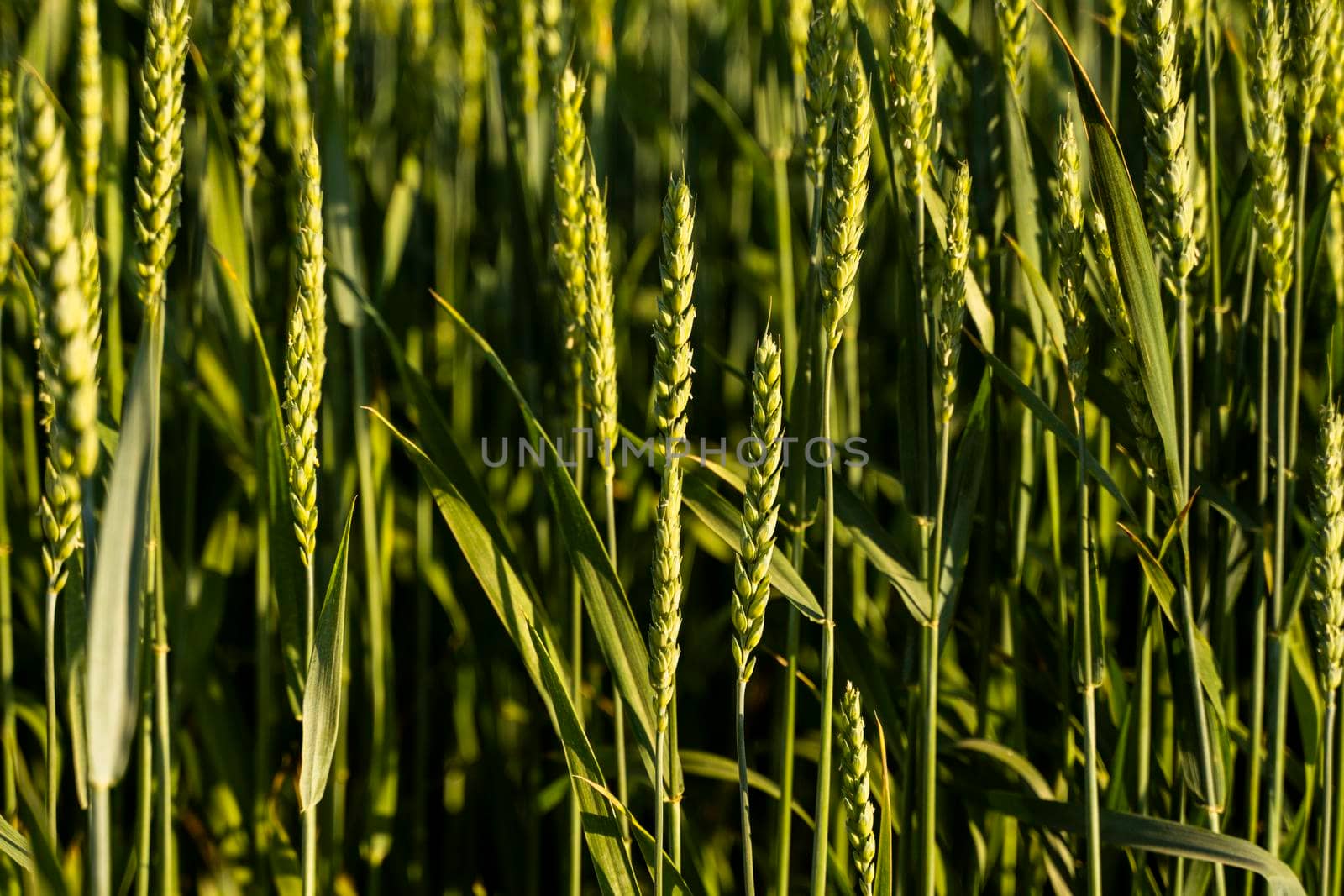 Young green wheat growing in agricultural field. Wheat sprout growing in soil. Close up on sprouting wheat