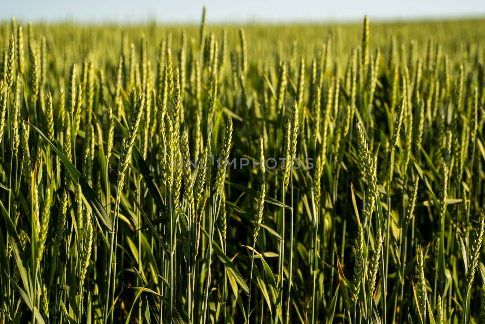 Close up ears of young green wheat growing in the field. Agriculture. by vovsht